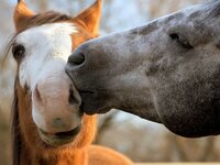 adorable-animals-kissing-part-2-011.jpg