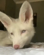 gif-fox-albino-5348189.gif