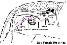 Female Dog Internals - Side view.jpg