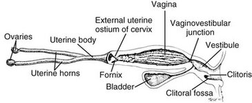 Female Dog Reproductive Organs.jpg