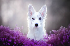 dog-photography-alicja-zmyslowska-2-11-574036e13f03c__880.jpg