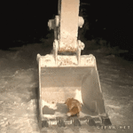 gif-fox-trap-1028781.gif