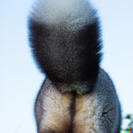 DALL·E 2023-03-09 19.27.22 - closeup under the tail of an arctic fox lifting its tail high up ...png