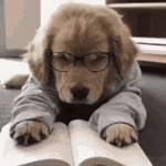 cute-dog.gif