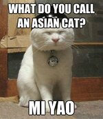 9-Funny-Asian-Cat.jpg