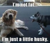 husky-meme4.jpg
