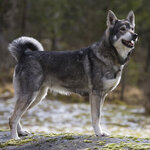 Great-Looking-Jämthund-Dog.jpg