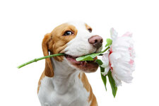 istockphoto-924069044-612x612.jpg