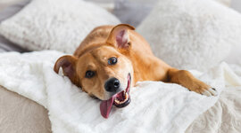 dog-laying-on-bed.jpg