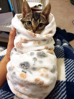 burrito-cat23.jpg