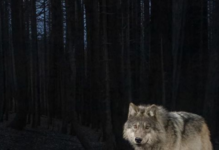 Wolf from Mt Lassen.png