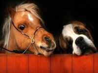 HD-wallpaper-cute-pony-and-saint-bernard-saint-bernard-stable-horse-barn-dog.jpg