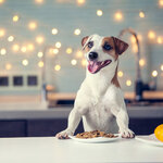 bigstock-Dog-eating-food-at-home-Happy-266988772-1024x1024.jpg