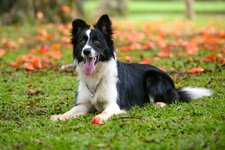 Border-Collie-laying-grass.jpg