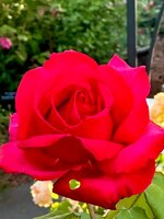 FB_IMG_1683956967854.jpg