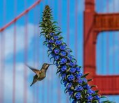 Golden Gate Hummingbird.jpg