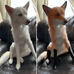 my-friend-told-me-my-husky-mix-looks-like-a-fox-i-decided-v0-3kzb4ltov8091.jpg