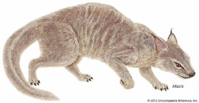 Miacis-epochs-Eocene-Paleocene.jpg