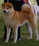 red-japanese-akita-inu-girls-59bfe13dd5e3b.jpg