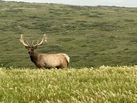 Elk in Velvet Point Reyes.jpg