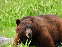 Brown phase Black Bear.jpg