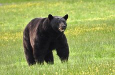NA Blackbear.jpg