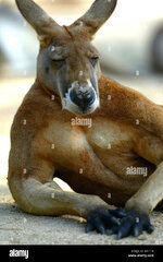 a-male-kangaroo-AX7T18.jpg