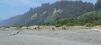 Elk on Black Sand beach, Pt. Reyes.jpg