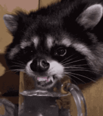 waschbär-raccoon.gif
