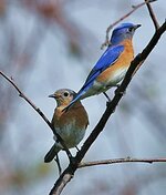 Sialia_sialis_-Michigan,_USA_-pair-8b.jpg