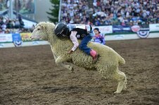 Mutton Bustin' .jpg