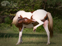 3336 - grass looking_back mare outdoors pony raised_tail vulva.jpg