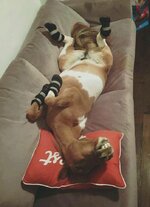 381 - couch footwear indoors mare mini_horse on_back pillow pinto solo udder.jpg