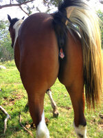 5621 - anus clitoris mare outdoors raised_tail vulva winking.jpg