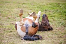 1603 - mare on_back rolling spread_legs upside_down vulva.jpg