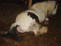 2871 - anus back_view lying_down mare pink_genitals plot pony raised_tail side_view vulva.jpg