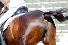 7985 - Ridingboots anus artist_dreiwn bay closeup flicking_tail horse horse_show leg_veins mar...jpg