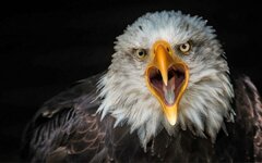 Bird-Bald-eagle-from-close-up-4K-Ultra-HD-Wallpaper-for-Desktop-Laptop-Tablet-And-Mobile-Phone...jpg