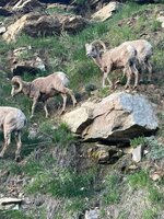 Ruby Mtn Bighorns.jpg