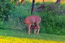 Nursing Fawn.jpg
