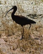Whitefronted Ibis.jpg