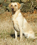 Labrador_Retriever_-_Yellow.jpg