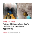 Glitter Testis1.png