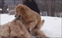 Mom-playing-with-puppies.gif
