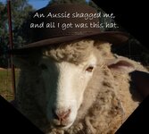 Aussie sheep.jpg