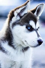 c52ca31e872d03239f008b0c88073227--cute-animal-pictures-snow-dogs.jpg