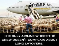 Sheep Air.jpg