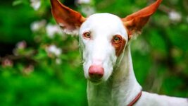 ibizan-hound-2-01.jpeg