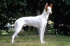 ibizan-hound.jpg