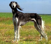 Saluki.jpg-01.jpeg